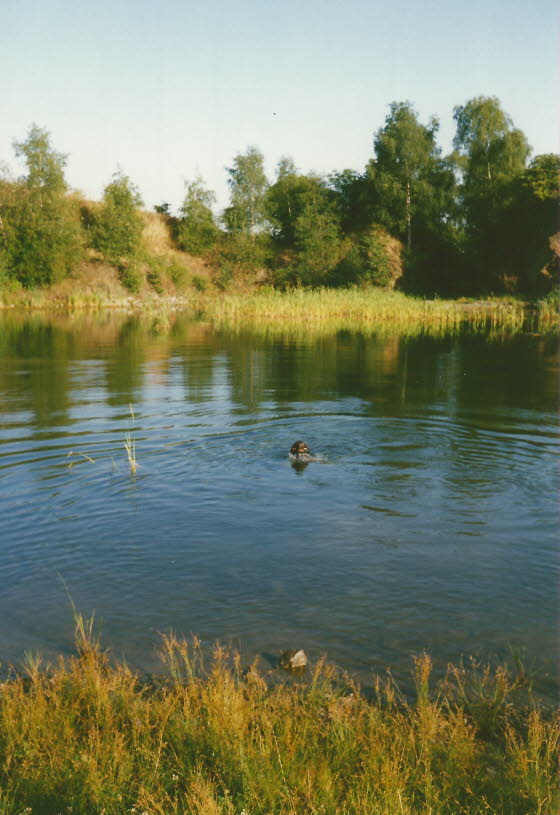 1993-06Falko im See
