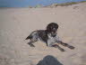 2003-10Falko am Strand